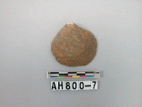藏品(貝類)的圖片